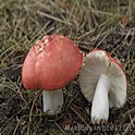 Kleibosrussula